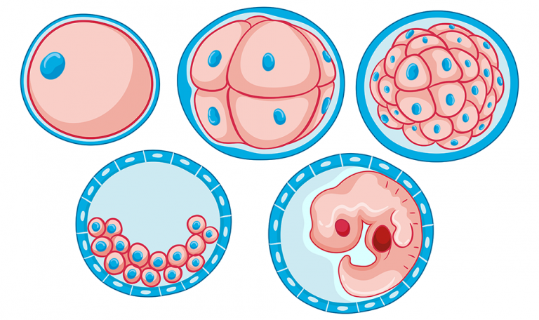 Blastocyst Culture and Transfer in Mumbai